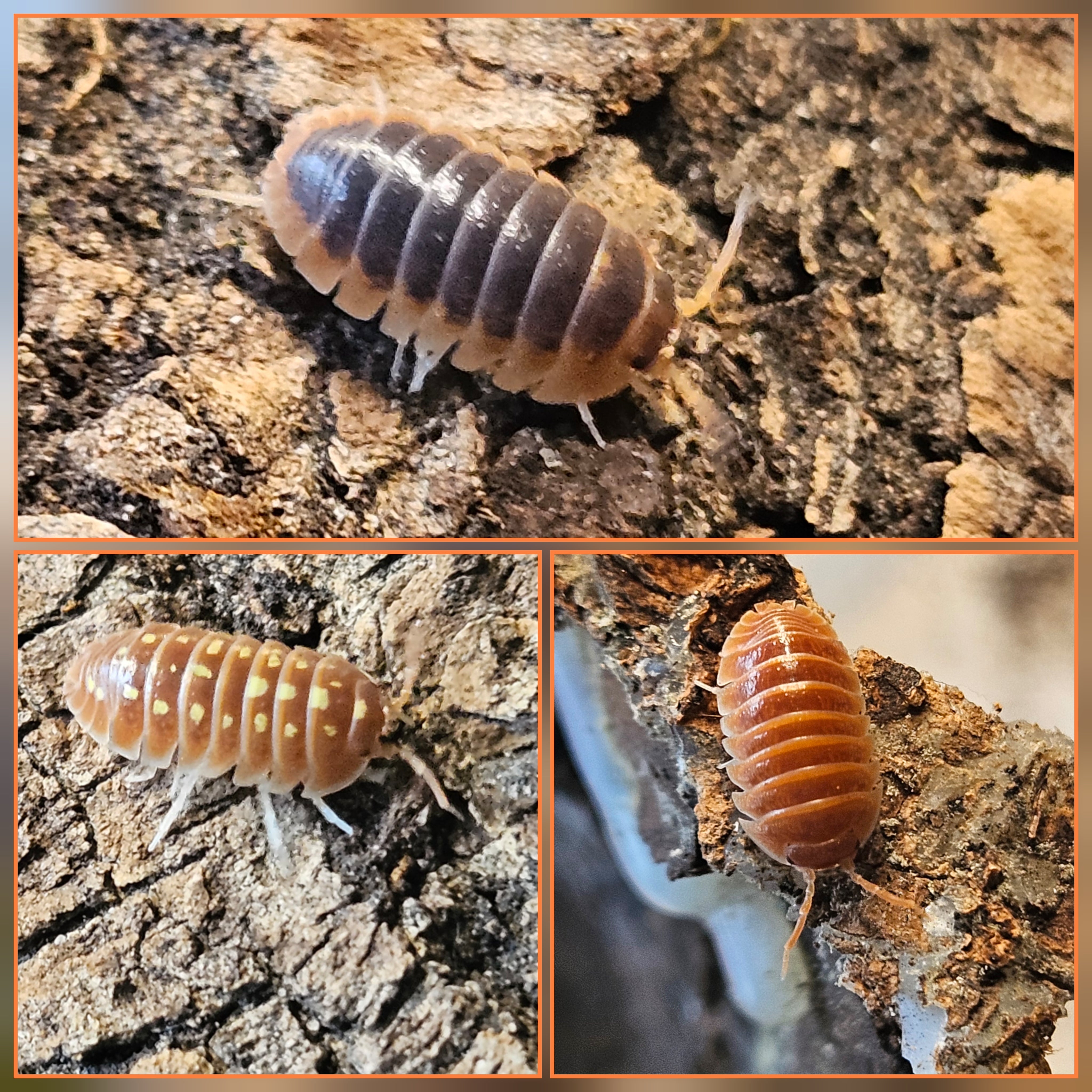 Armadillidium klugii 'Montenegro' oddballs