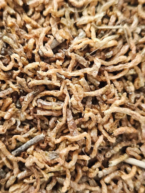 Gedroogde rode muggelarven