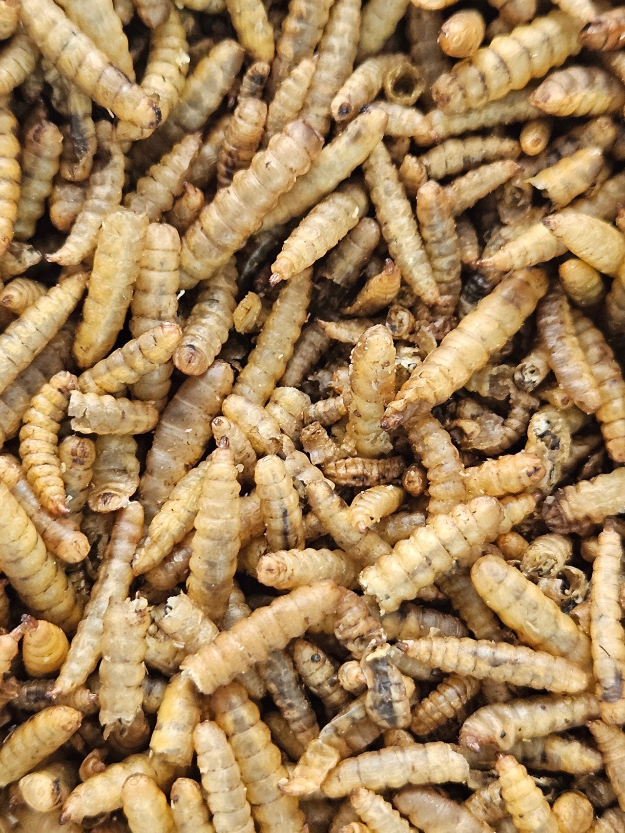 Gedroogde calciumwormen