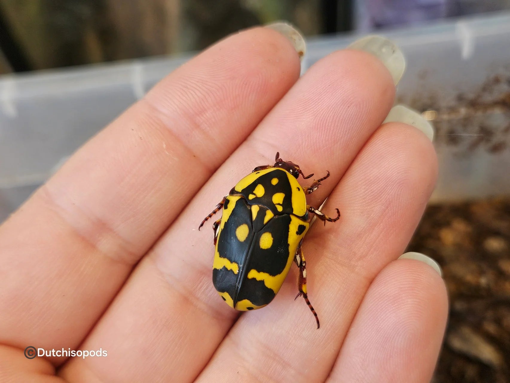 Pachnoda fissipuncta