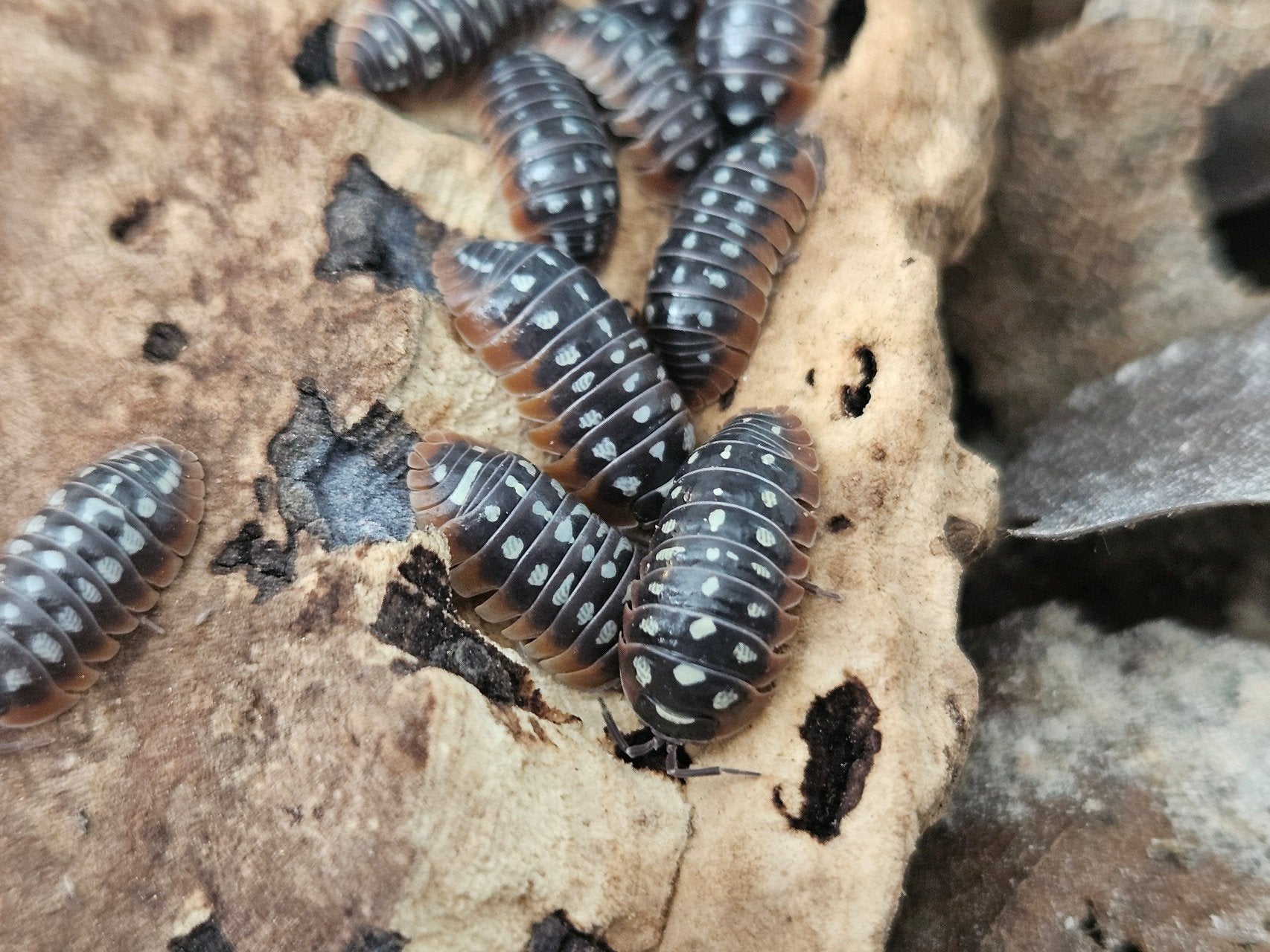 Armadillidium klugii 'Slano'