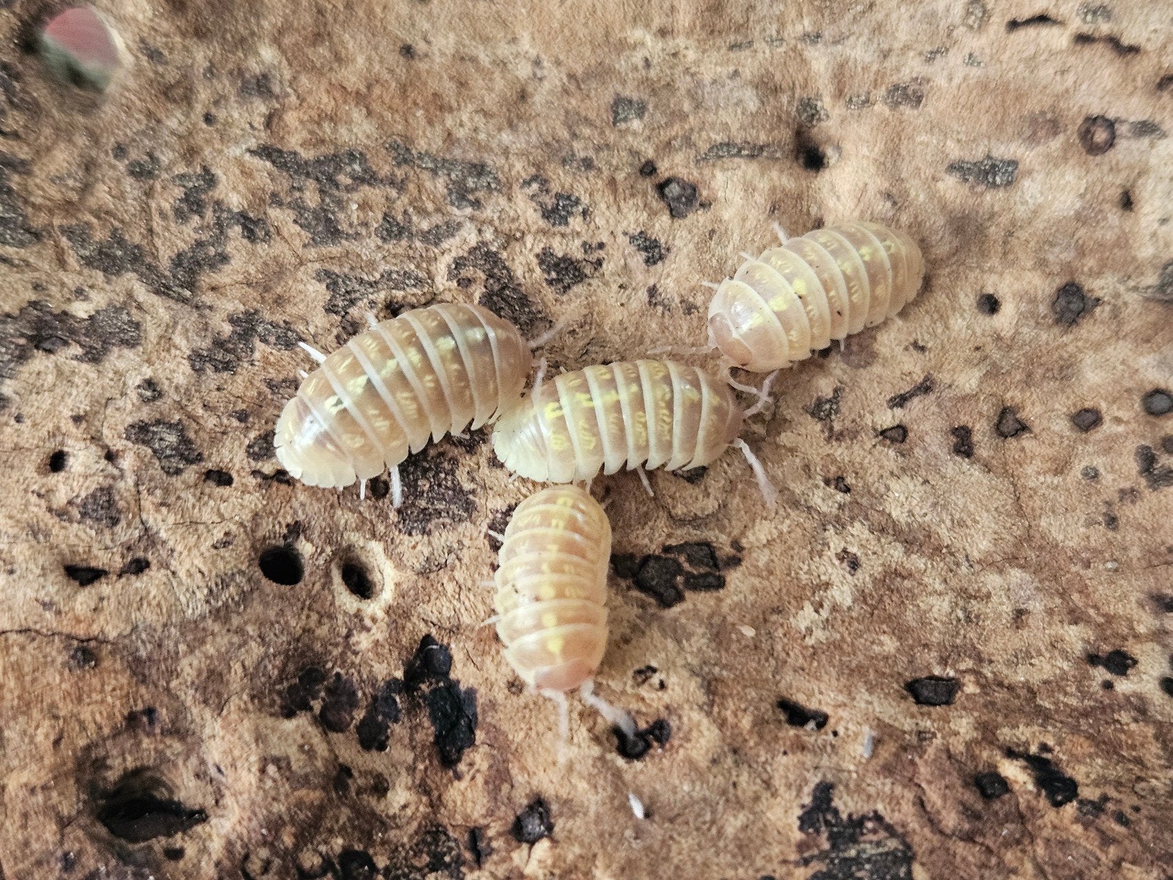 Armadillidium vulgare 'T+/Gold'