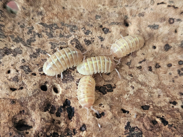 Armadillidium vulgare 'T+/Gold'