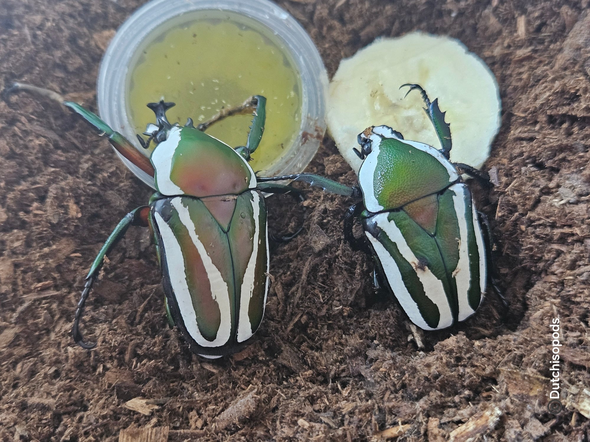 Dicronorhina derbyana derbyana