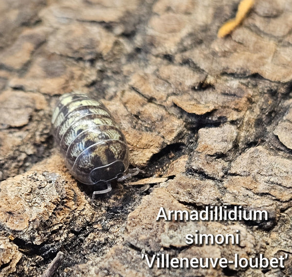 Armadillidium simoni 'Villeneuve-lubert'