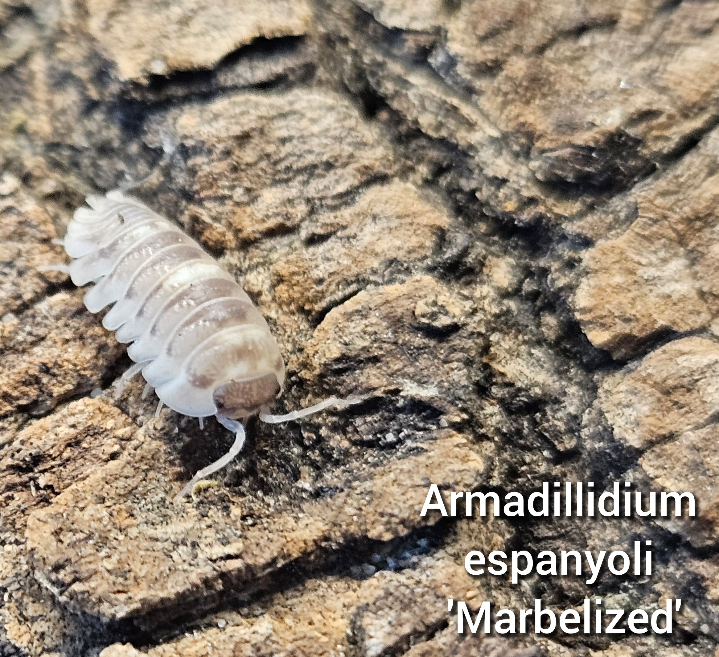 Armadillidium espanyoli 'Marbelized'