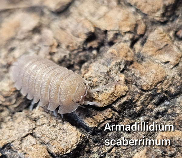 Armadillidium scaberrimum