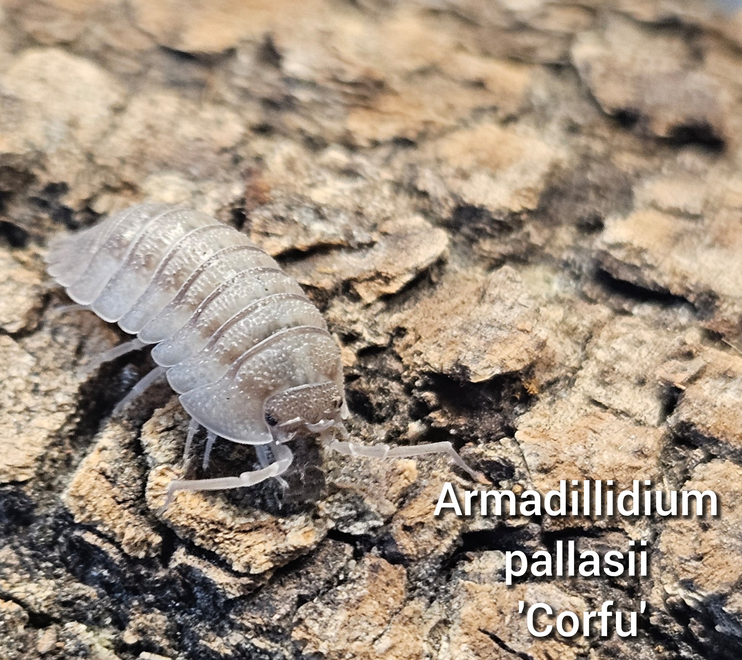 Armadillidium pallasii 'Corfu'