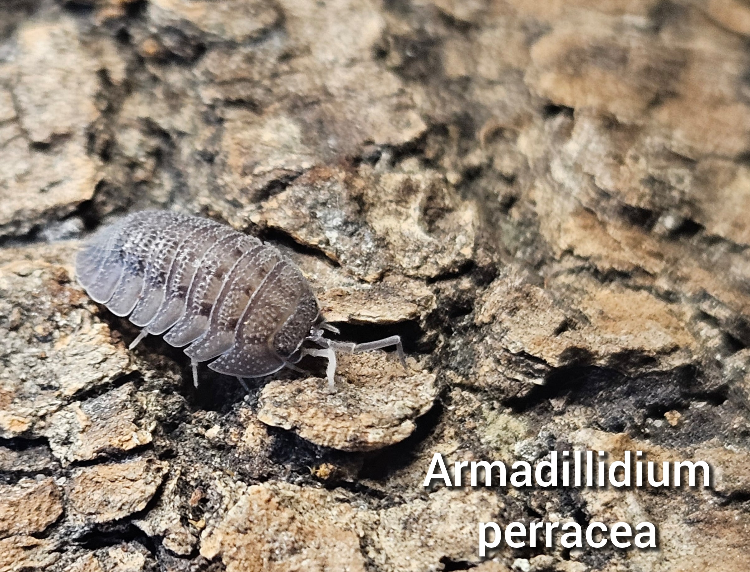 Armadillidium perracea