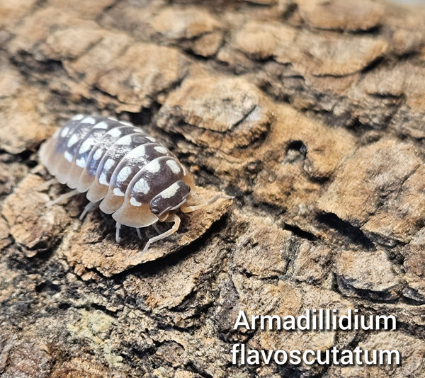 Armadillidium flavoscutatum