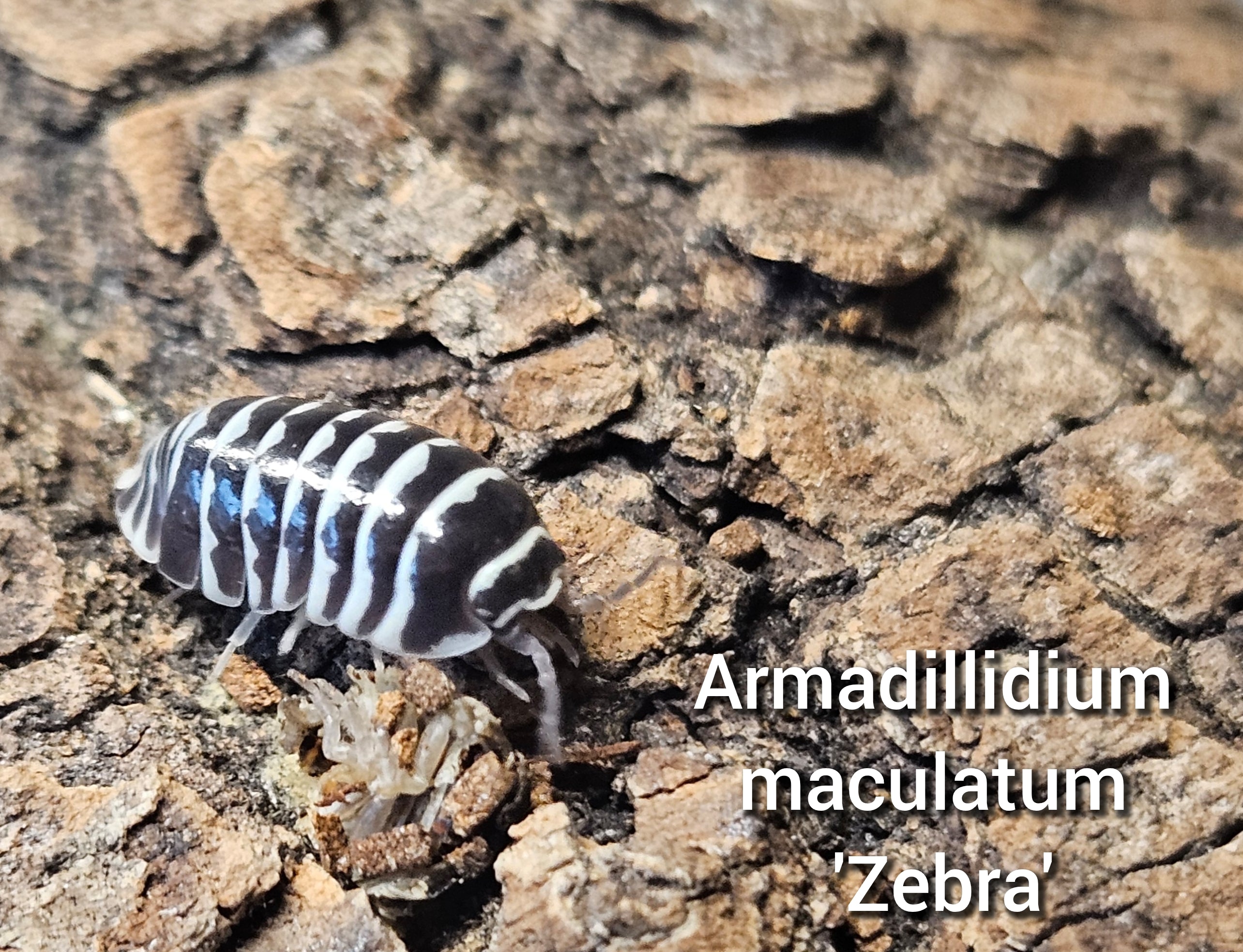 Armadillidium maculatum 'Zebra'