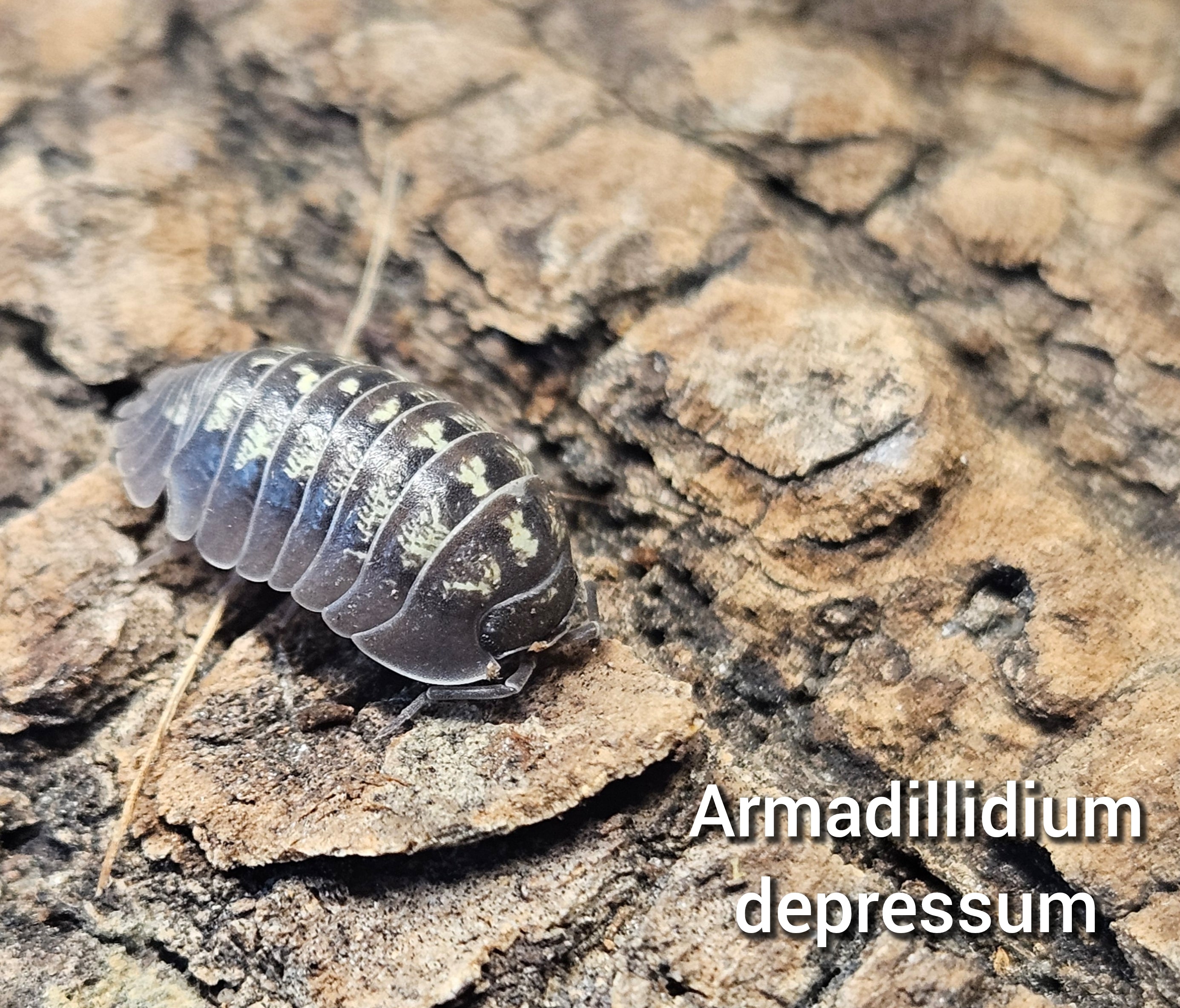 Armadillidium depressum