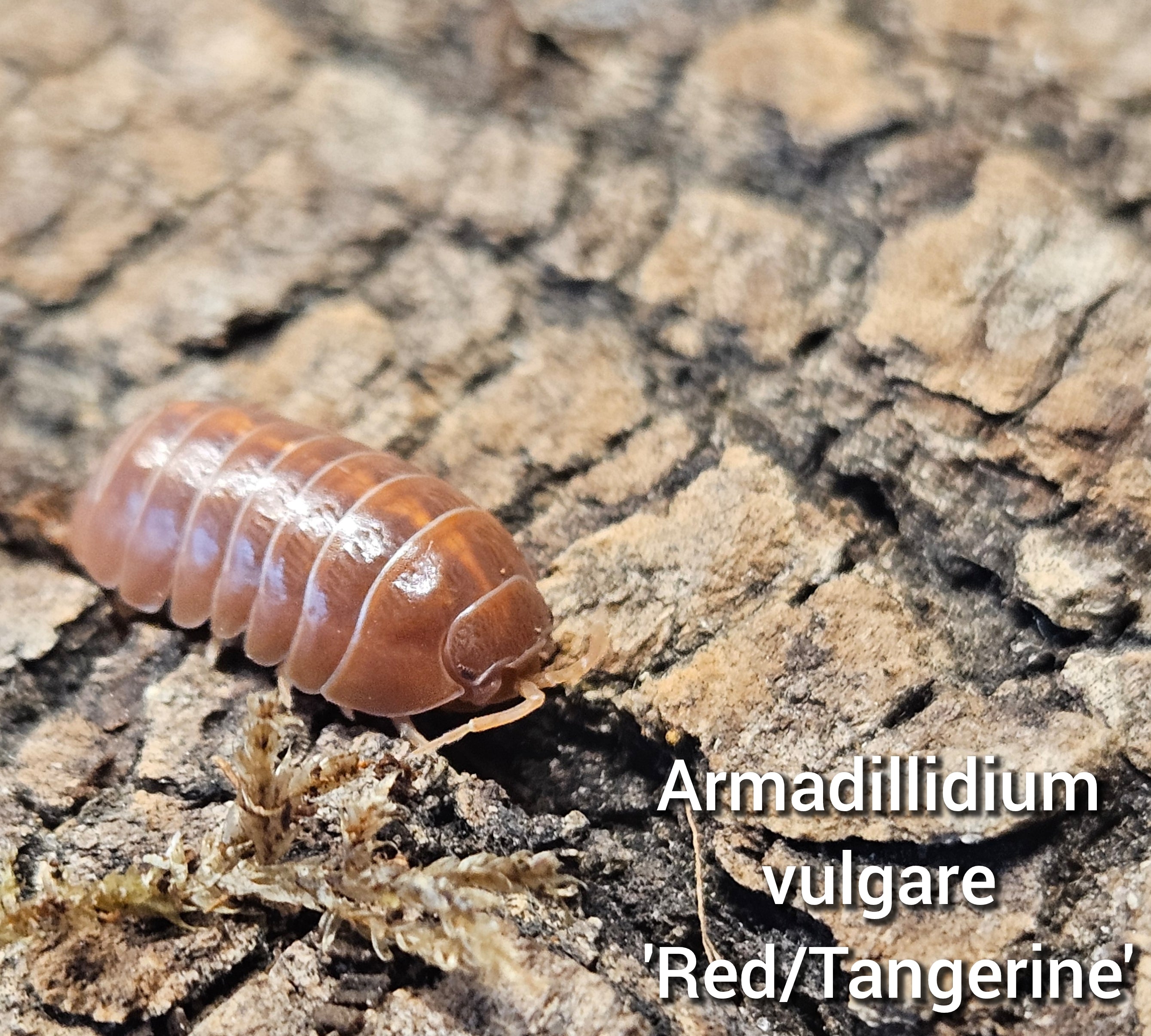 Armadillidium vulgare 'Red'