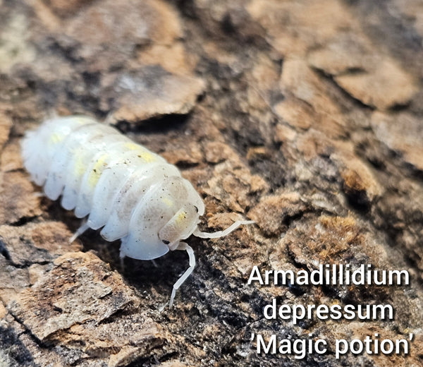 Armadillidium depressum 'Magic potion'