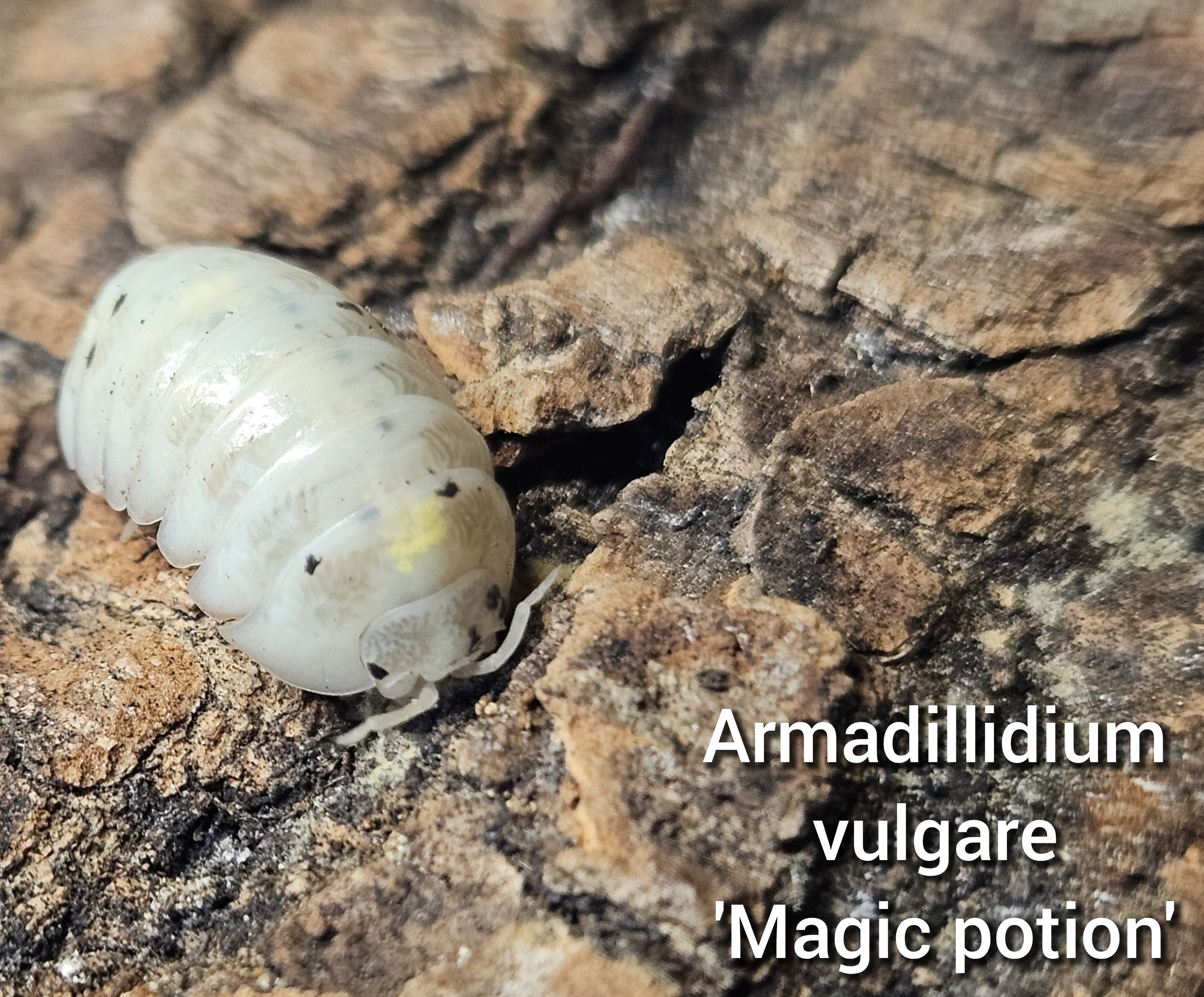 Armadillidium vulgare 'Magic potion'