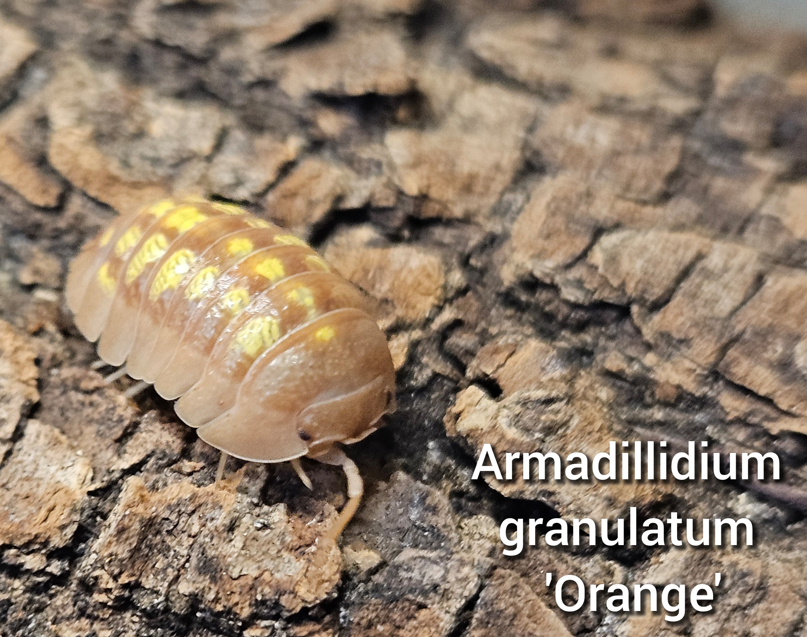 Armadillidium granulatum 'Orange'