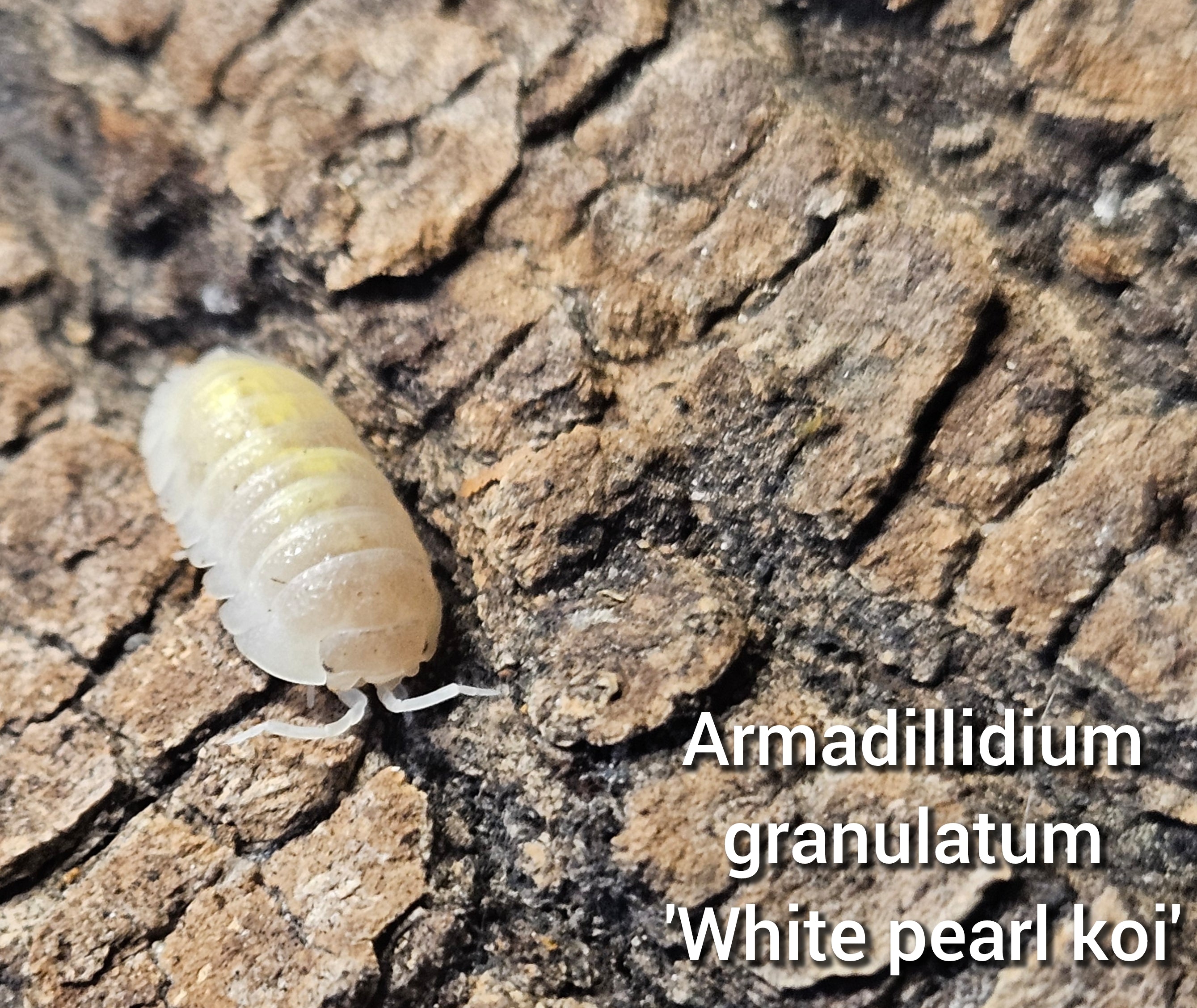 Armadillidium granulatum 'White pearl koi'