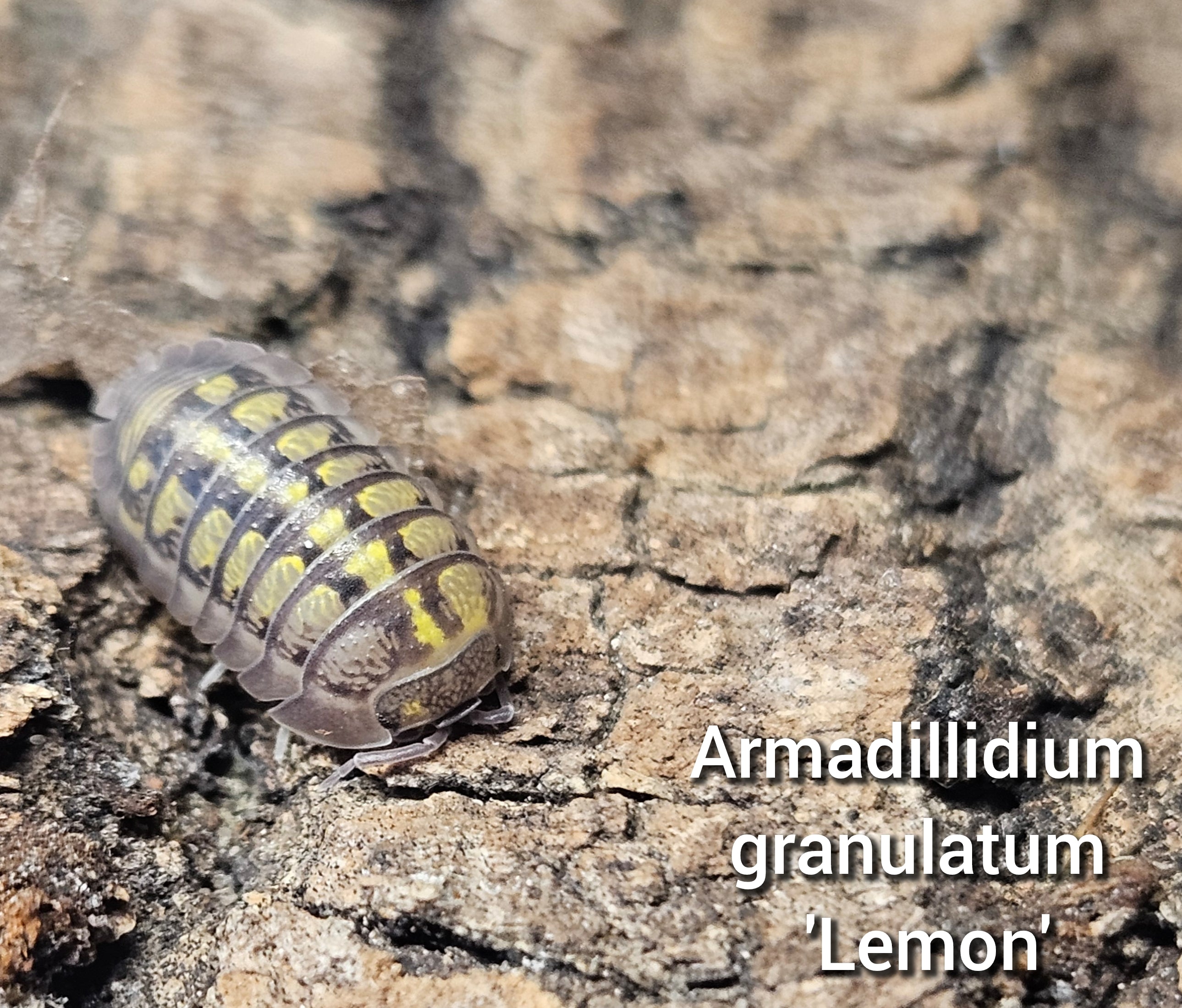 Armadillidium granulatum 'Lemon'