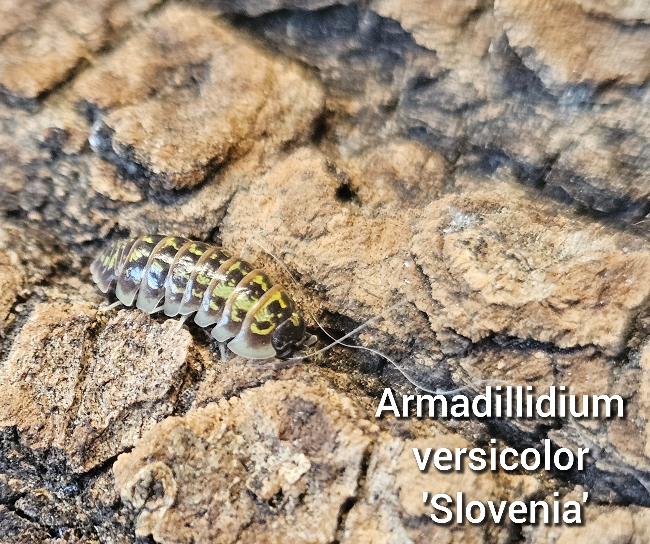 Armadillidium versicolor 'Slovenië'