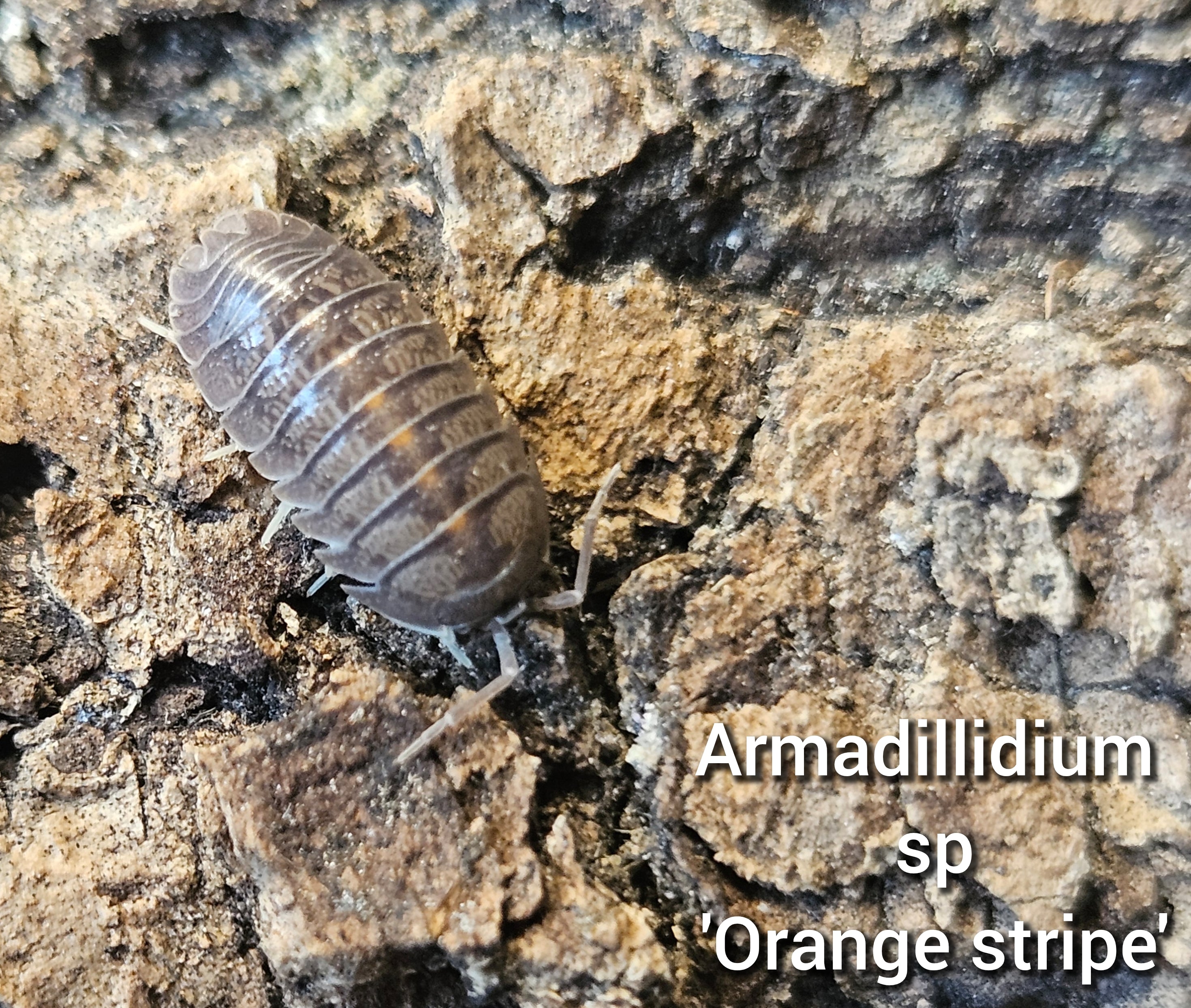 Armadillidium sp 'Orange stripe'