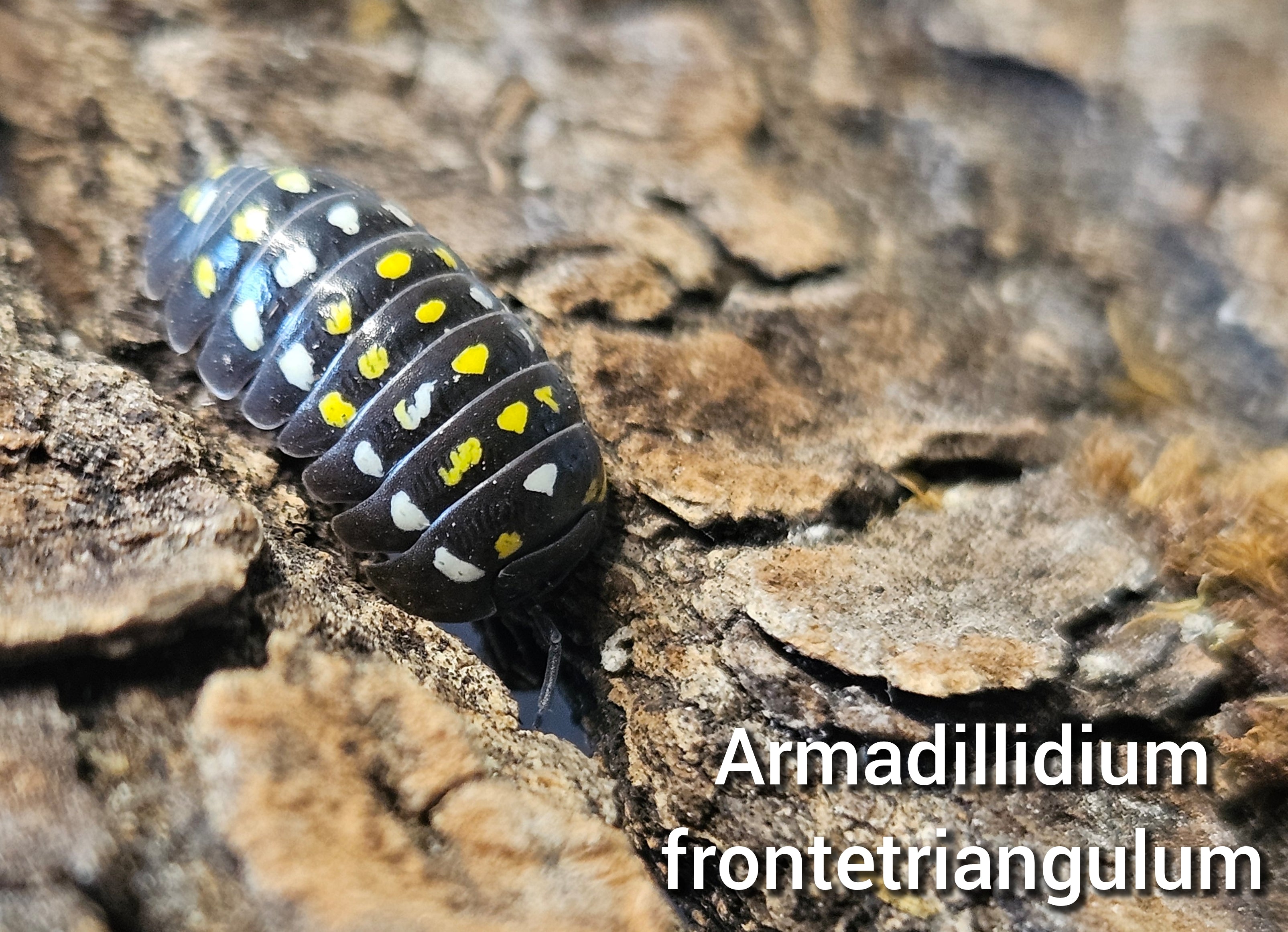 Armadillidium frontetriangulum