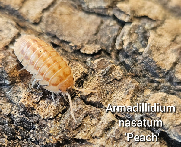 Armadillidium nasatum 'Peach'
