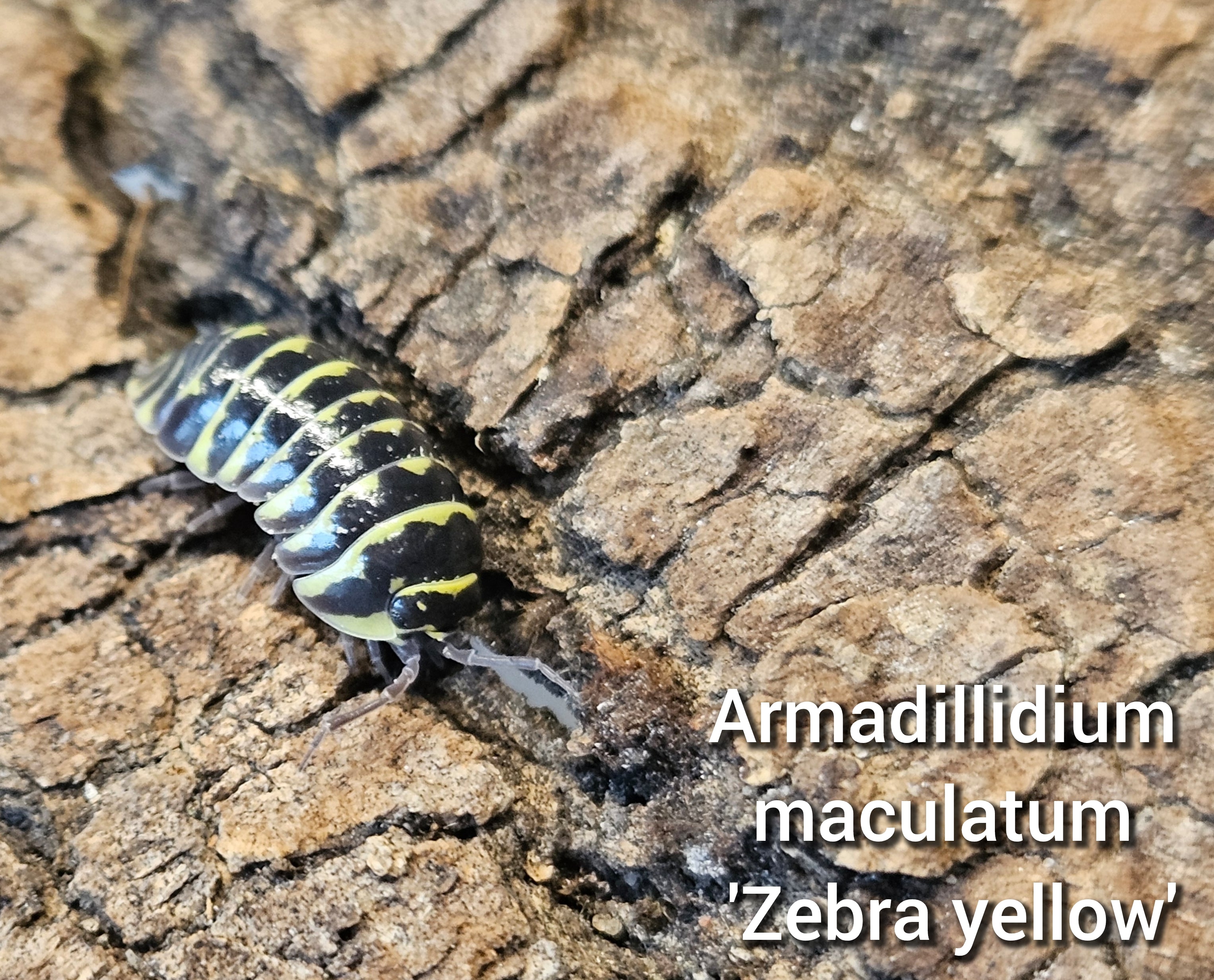 Armadillidium maculatum 'Zebra yellow'