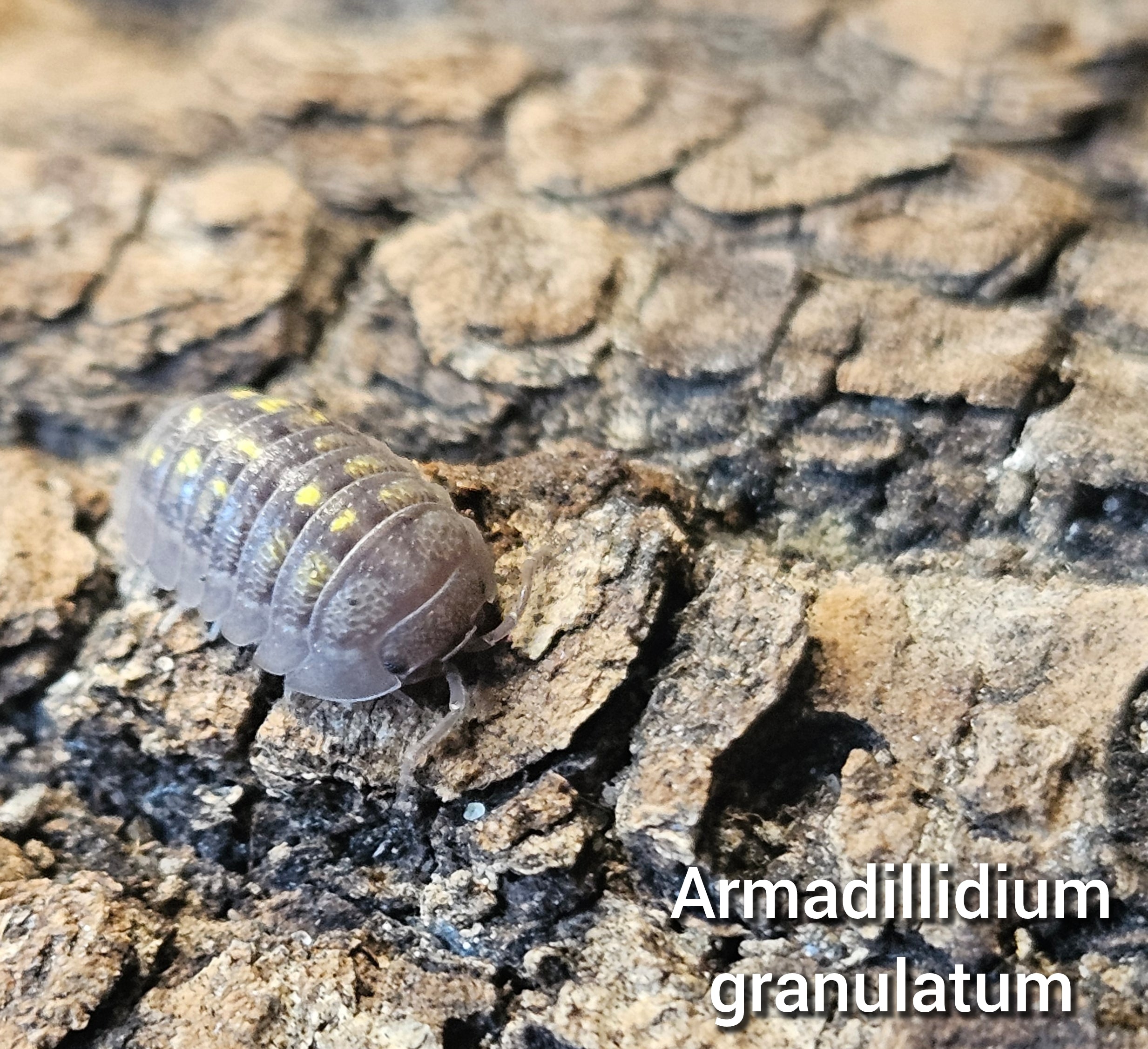 Armadillidium granulatum