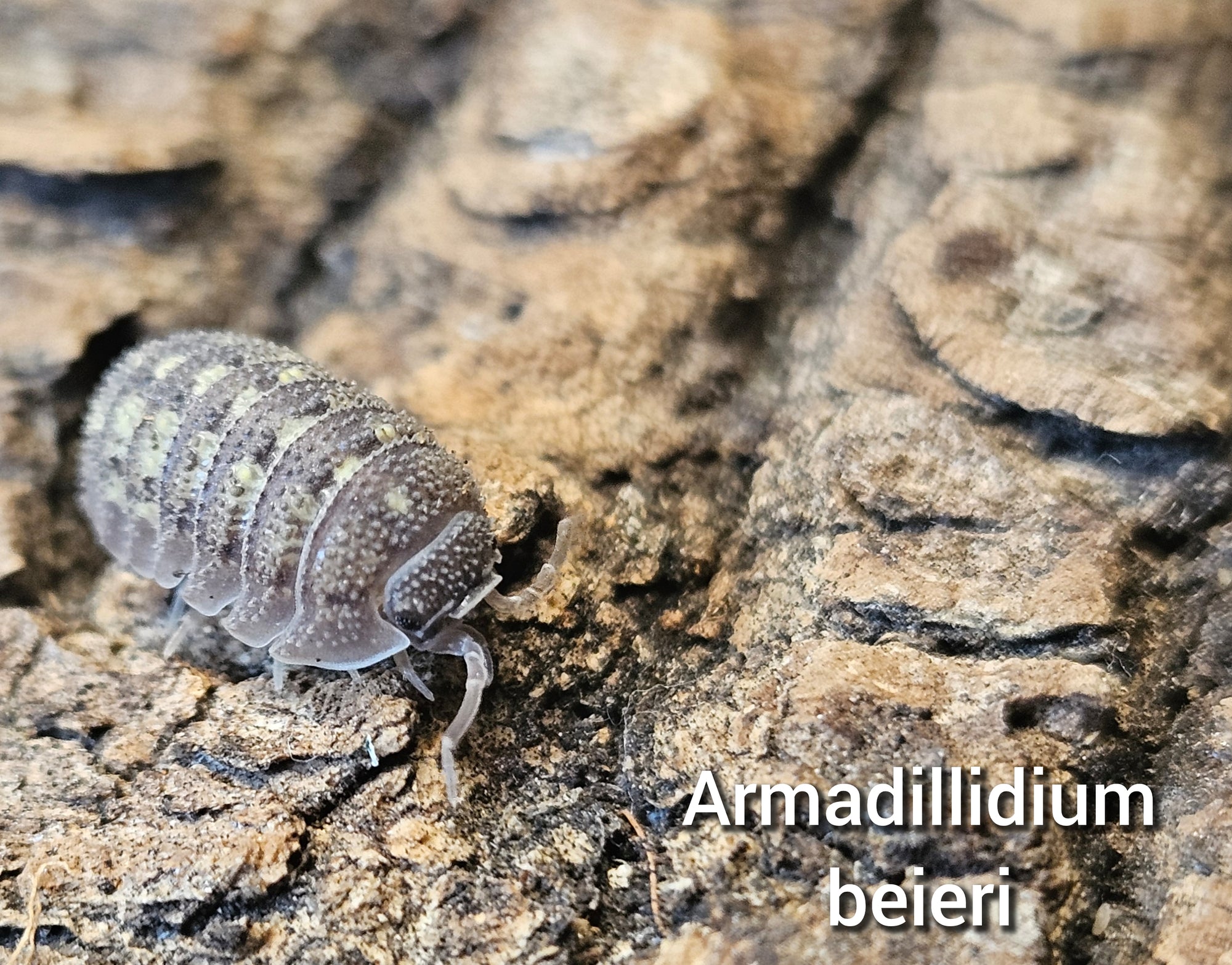 Armadillidium beieri – Dutch Isopods