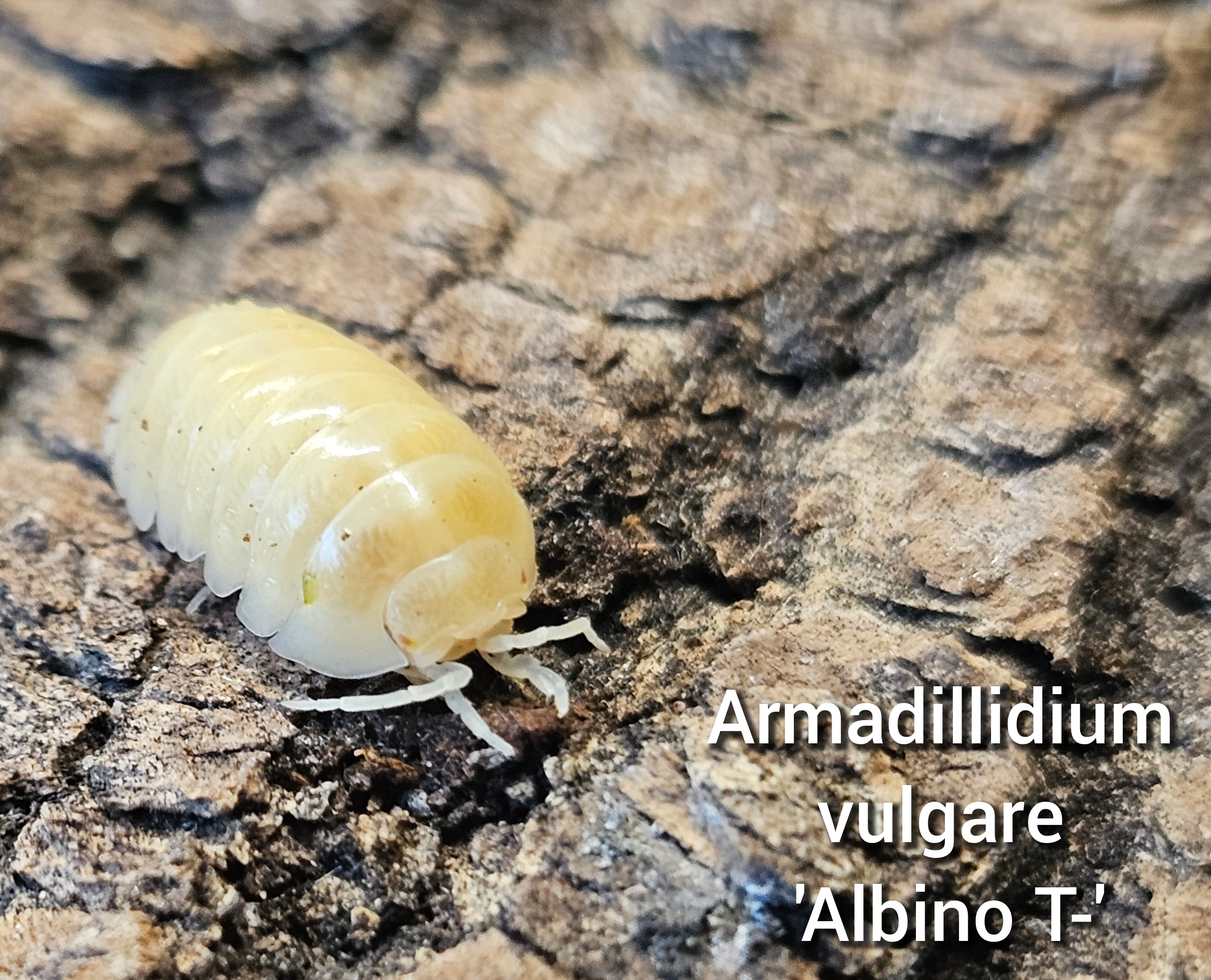 Armadillidium vulgare 'Albino T-'