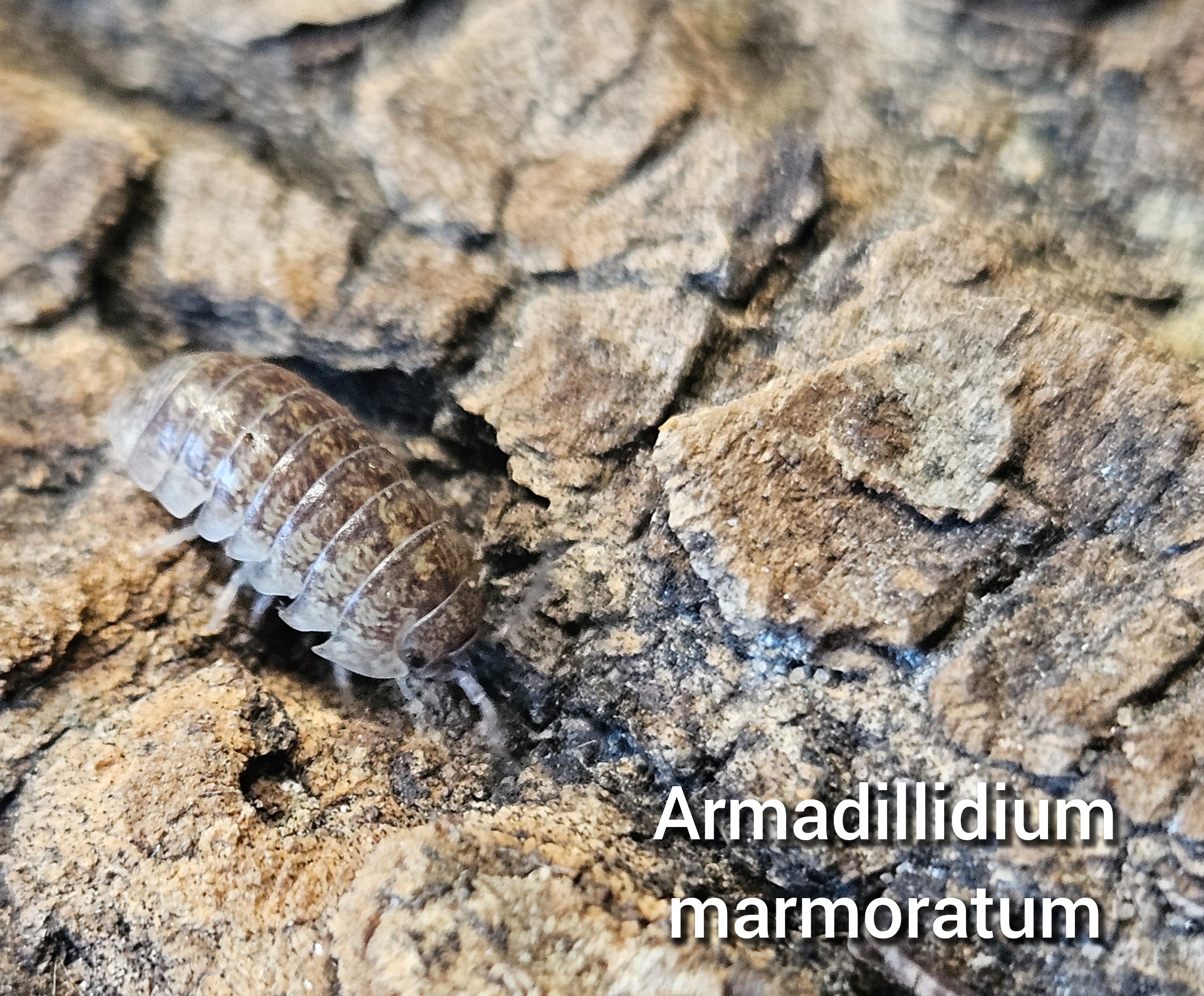 Armadillidium marmoratum