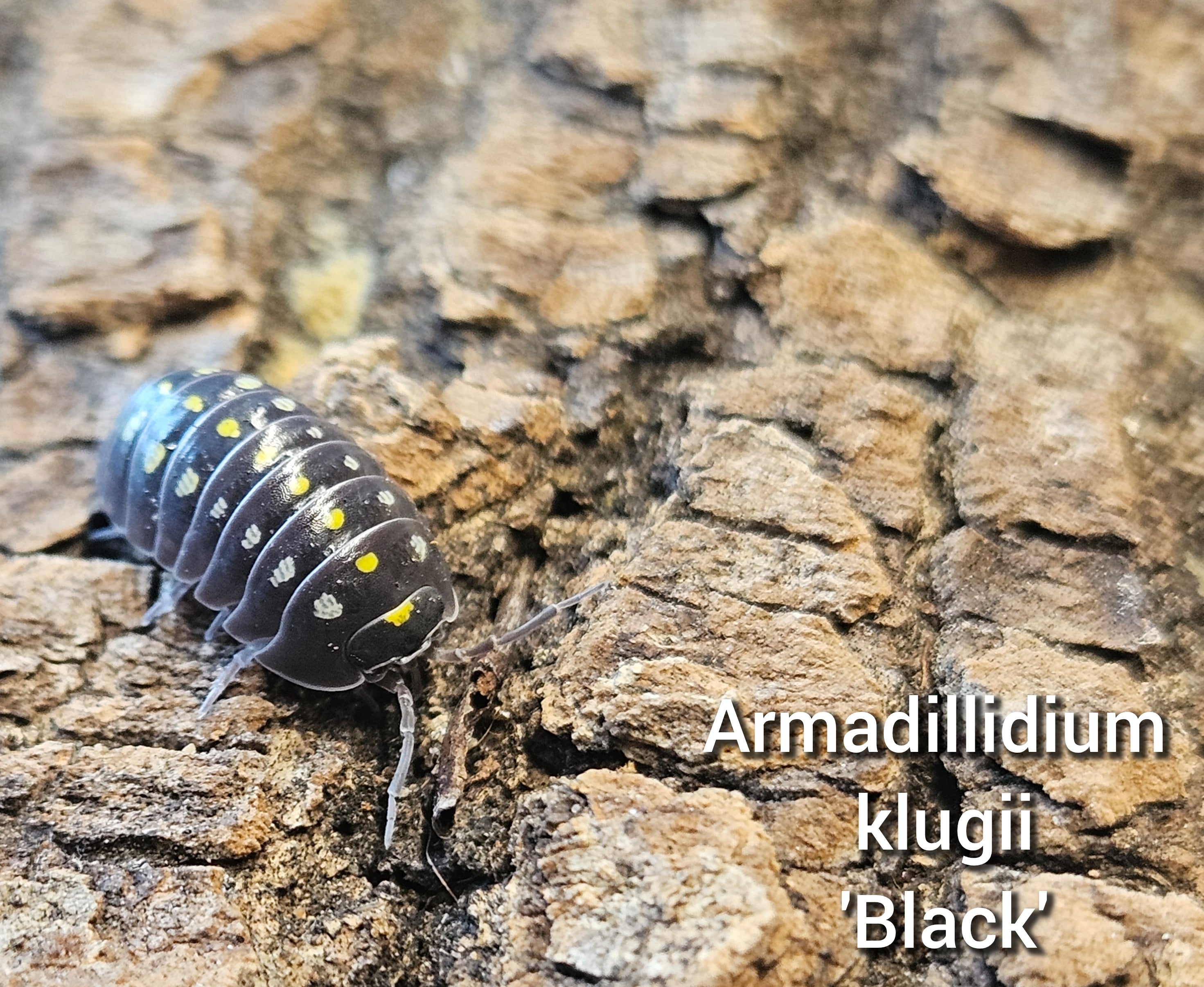 Armadillidium klugii 'Black'