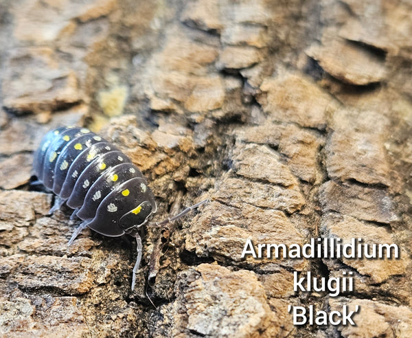 Armadillidium klugii 'Black'
