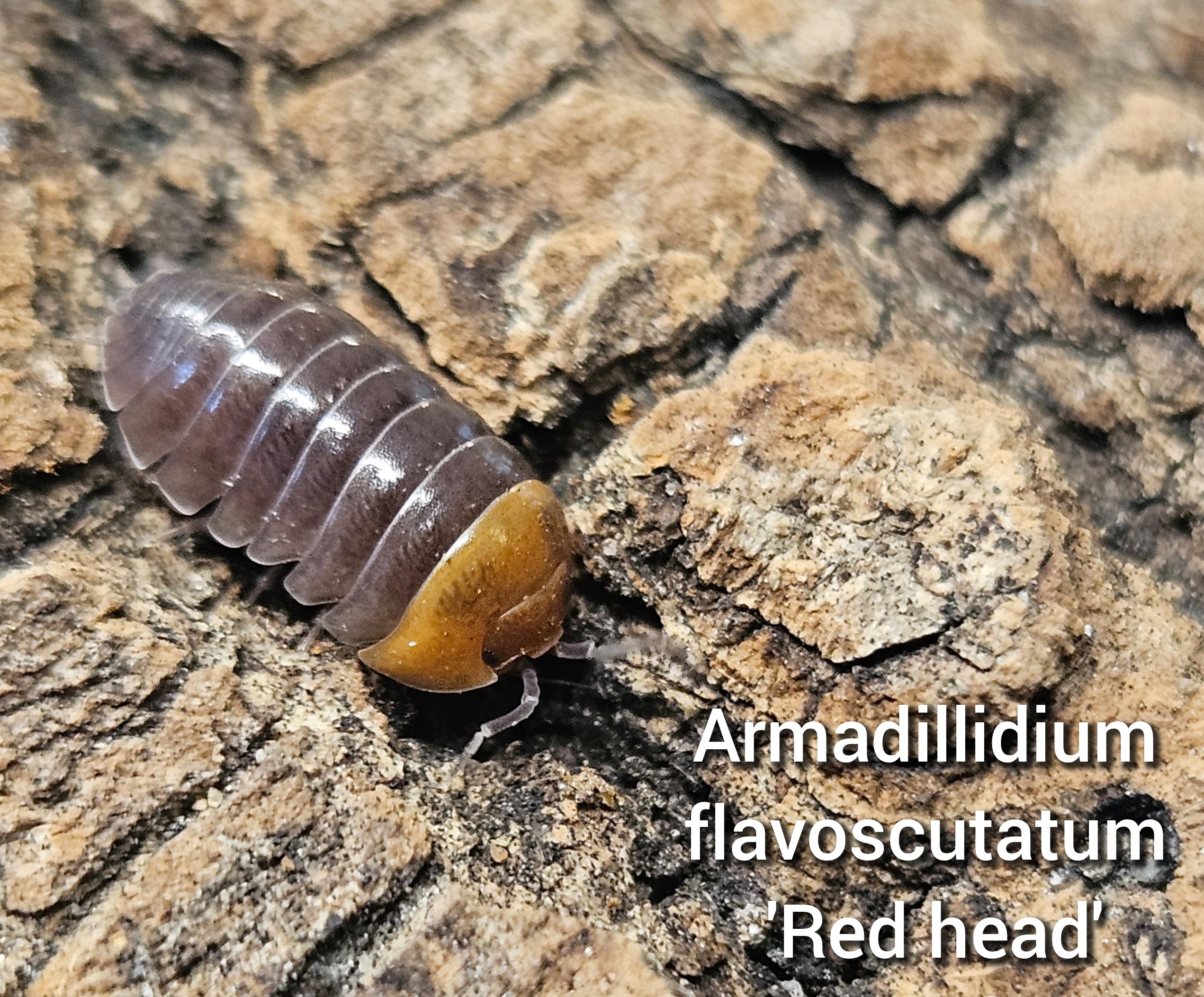 Armadillidium flavoscutatum 'Redhead'