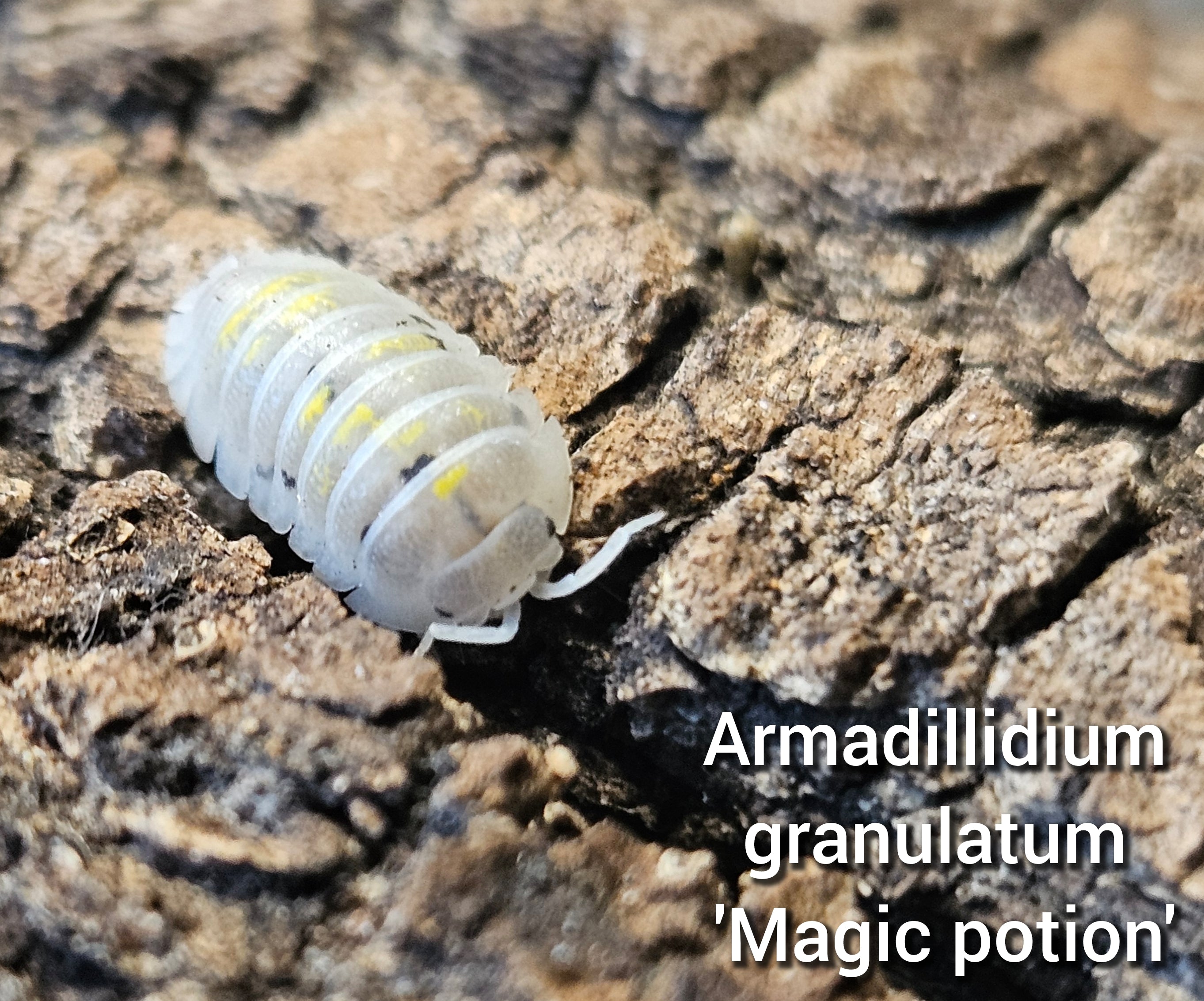 Armadillidium granulatum 'Magic potion'