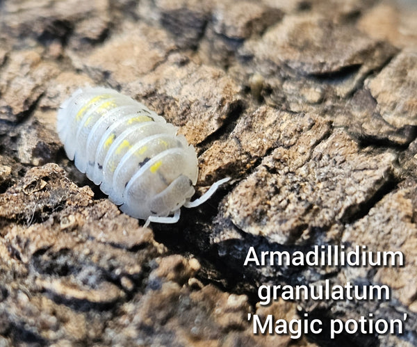 Armadillidium granulatum 'Magic potion'