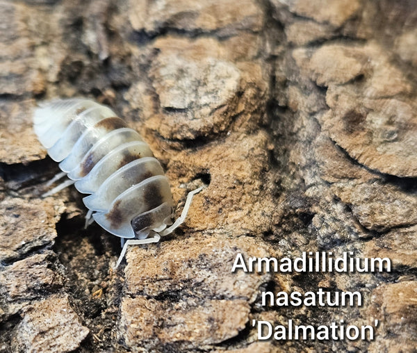 Armadillidium nasatum 'Dalmation'