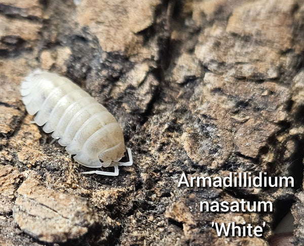 Armadillidium nasatum 'White'