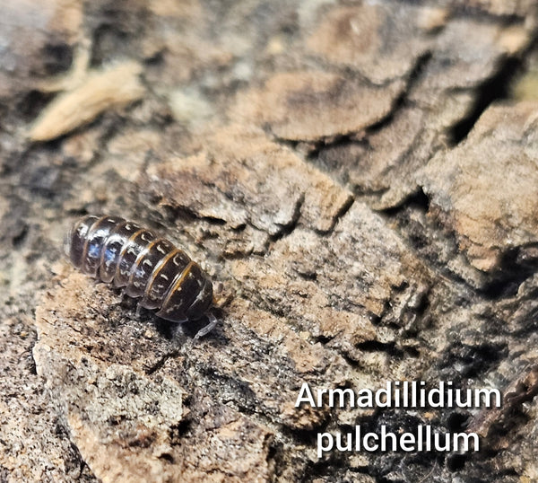 Armadillidium pulchellum