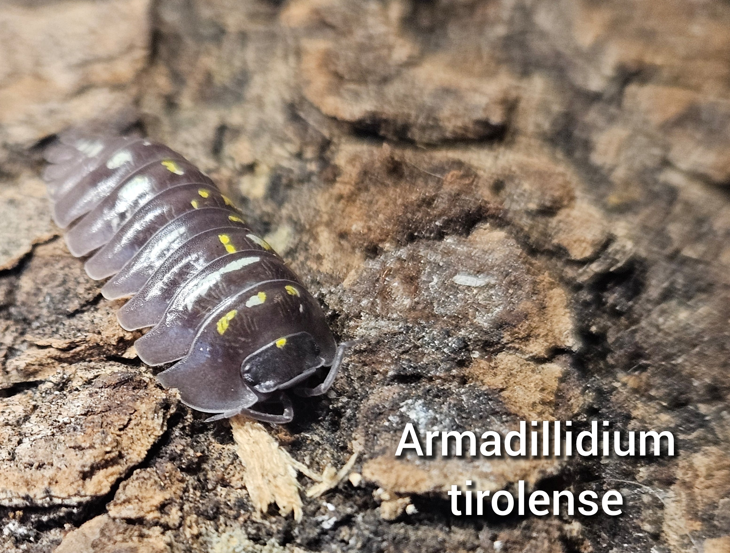 Armadillidium tirolense