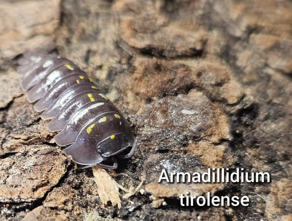 Armadillidium tirolense