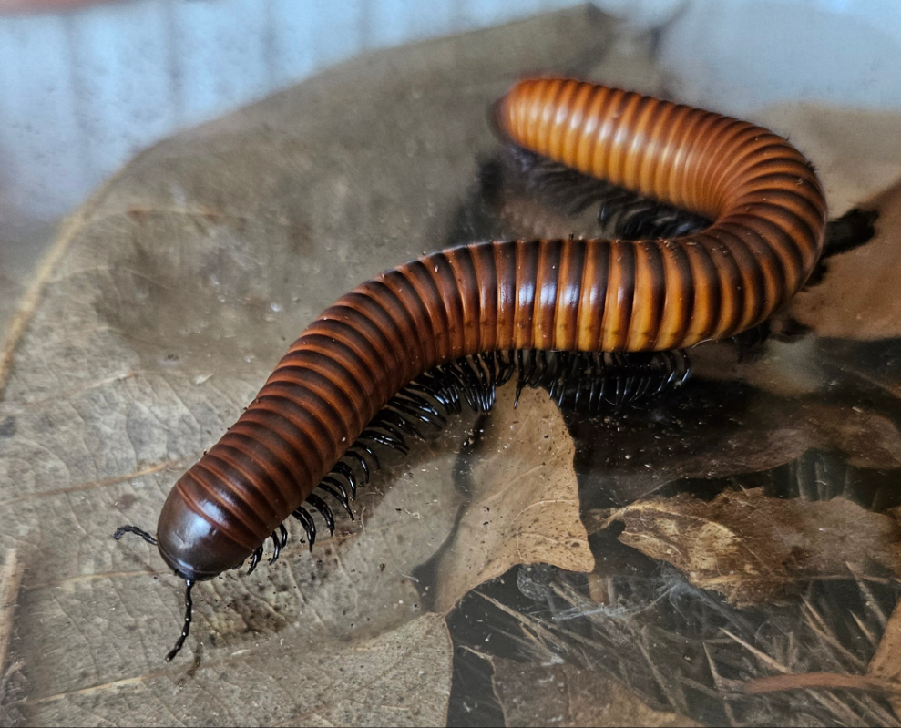 Spirostreptidae sp 6 'Black leg'