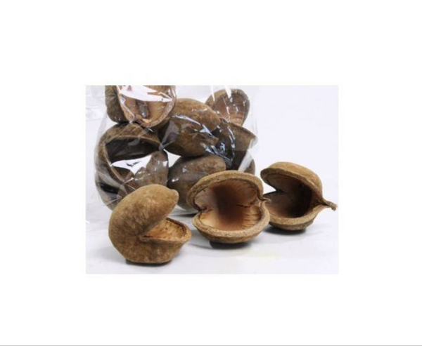 Back Zoo Nature Boeddha noot