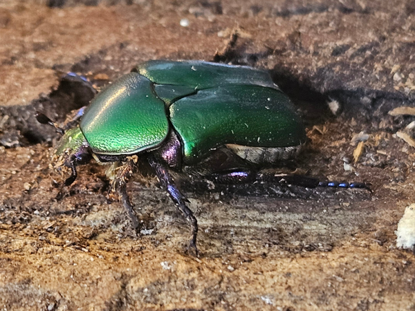 Protaetia cuprea cuprea form malachita