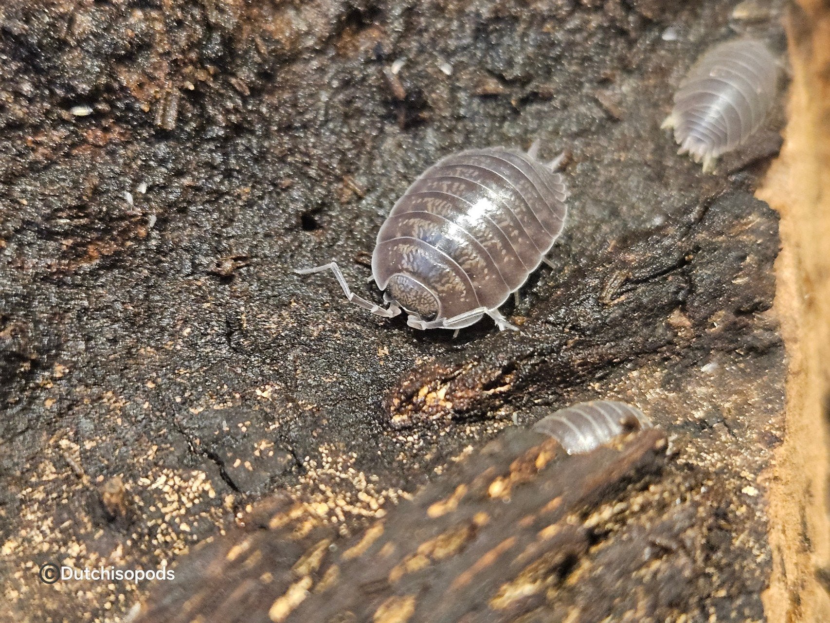 Leptotrichus panzerii