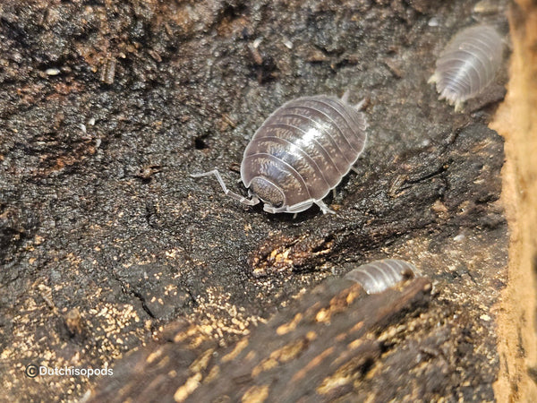 Leptotrichus panzerii