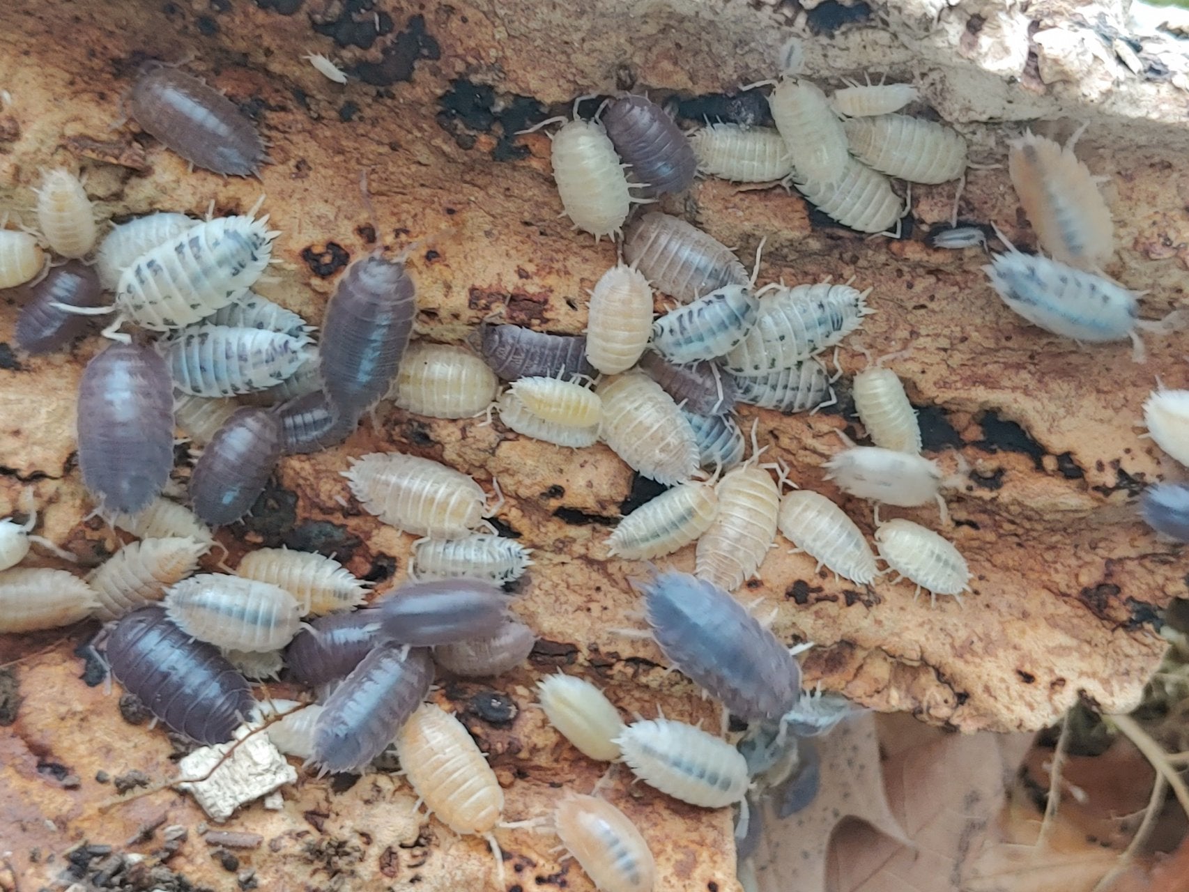 Porcellio laevis 'Sicily mix'
