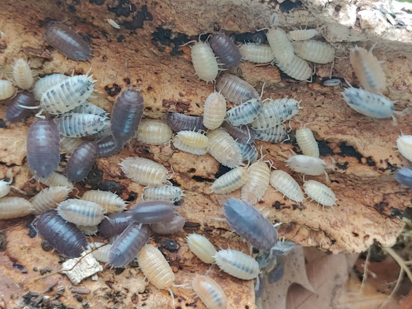 Porcellio laevis 'Sicily mix'