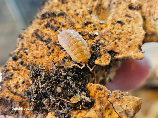 Porcellio scaber 'Orange'
