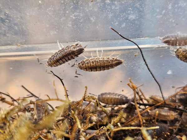 Porcellionidus sexfasciatus